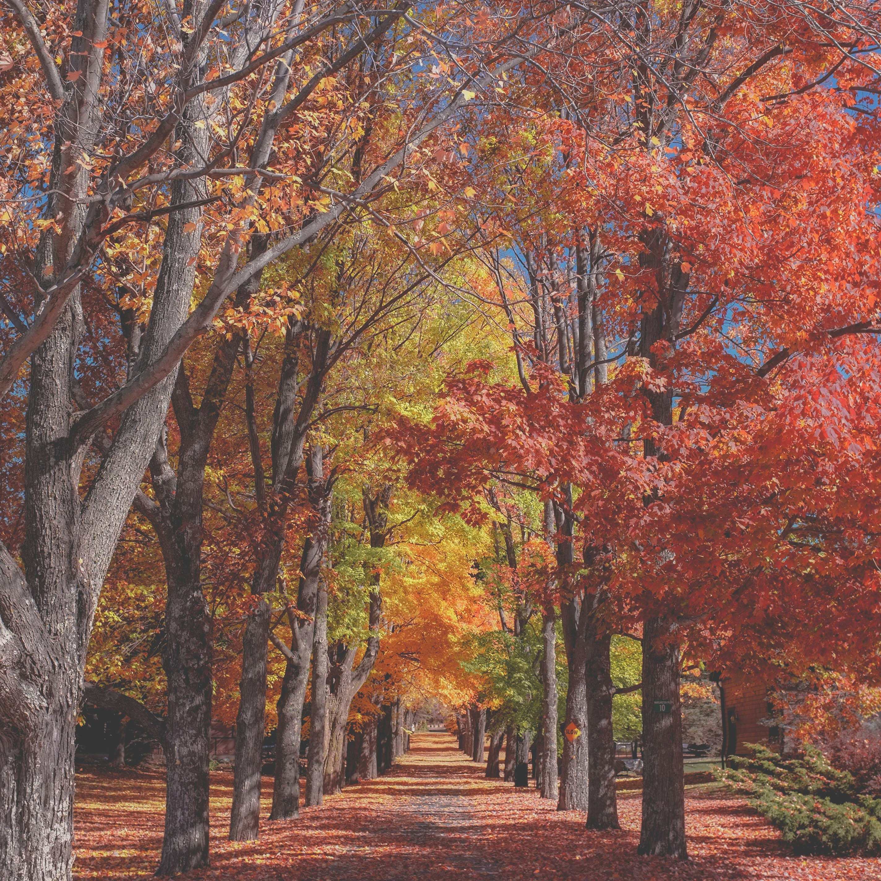 concrete pathway near red and yellow leaf tree