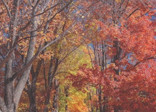 concrete pathway near red and yellow leaf tree