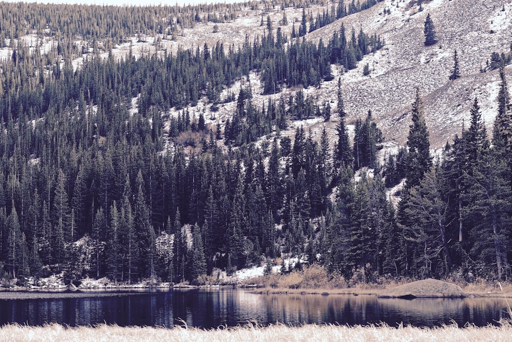 pine trees near body of water