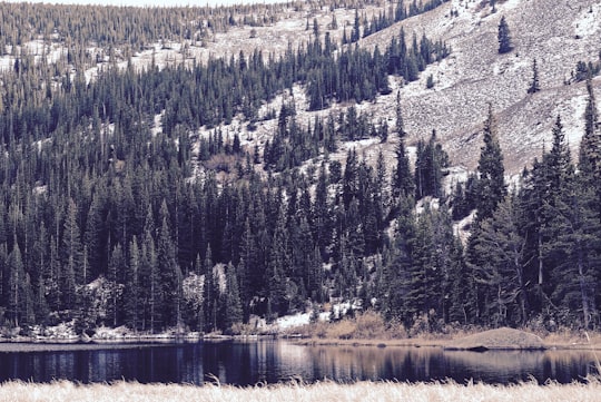 photo of Eldora Forest near Long Peak Ranger Station