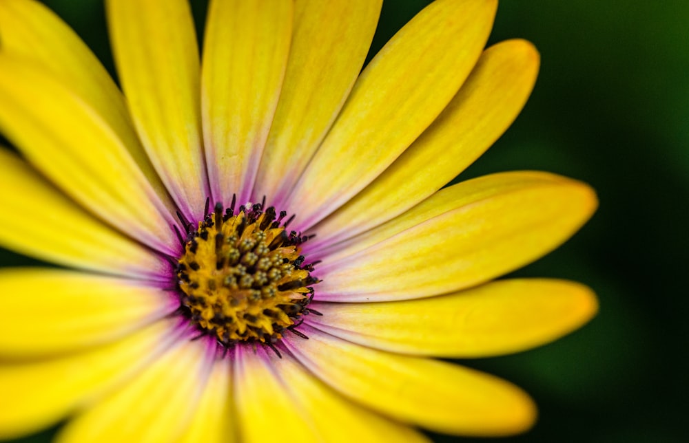 Photographie rapprochée de fleur à pétales jaunes et violets