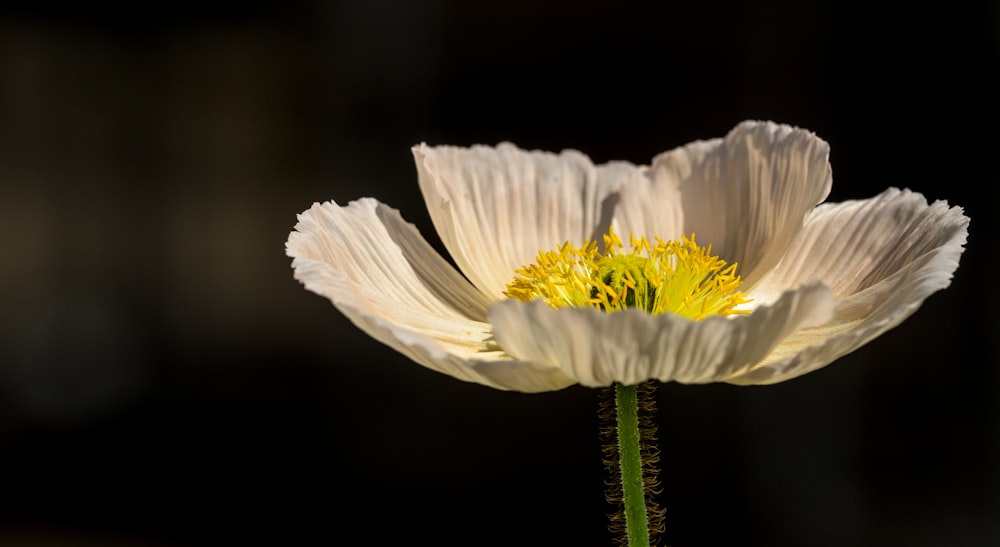 fotografia a fuoco superficiale di fiore bianco