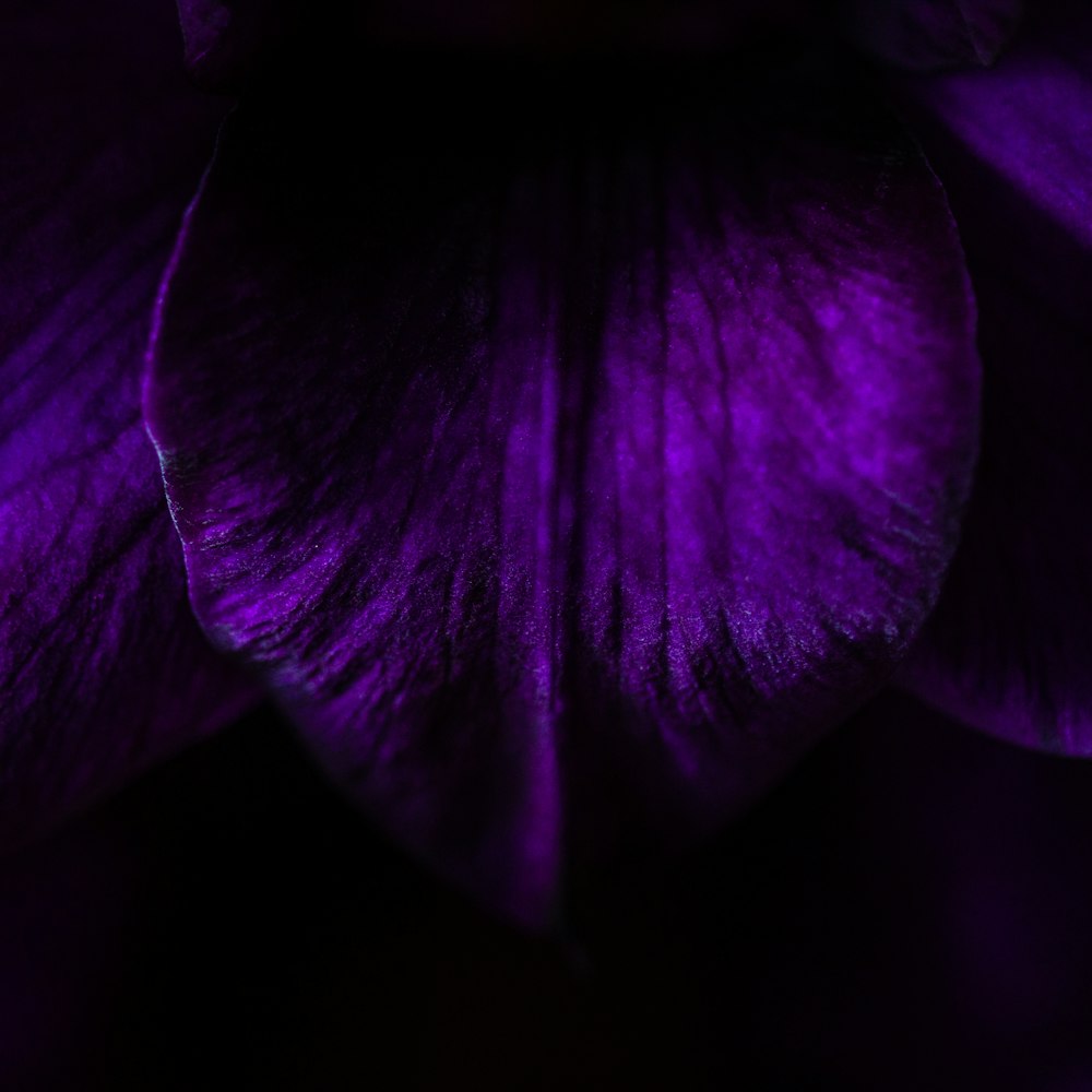 pétalo de flor púrpura