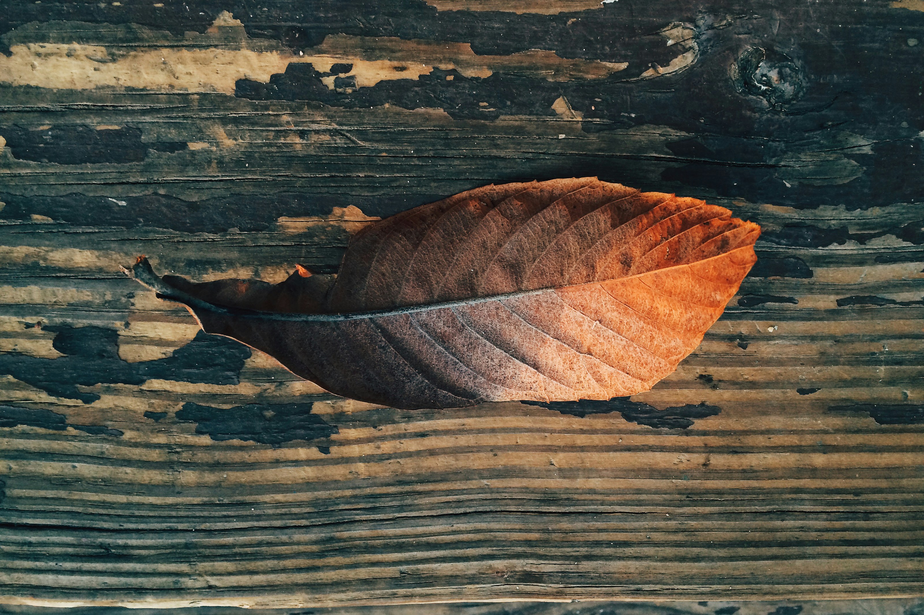 Free Unsplash photo from Joe Cavazos