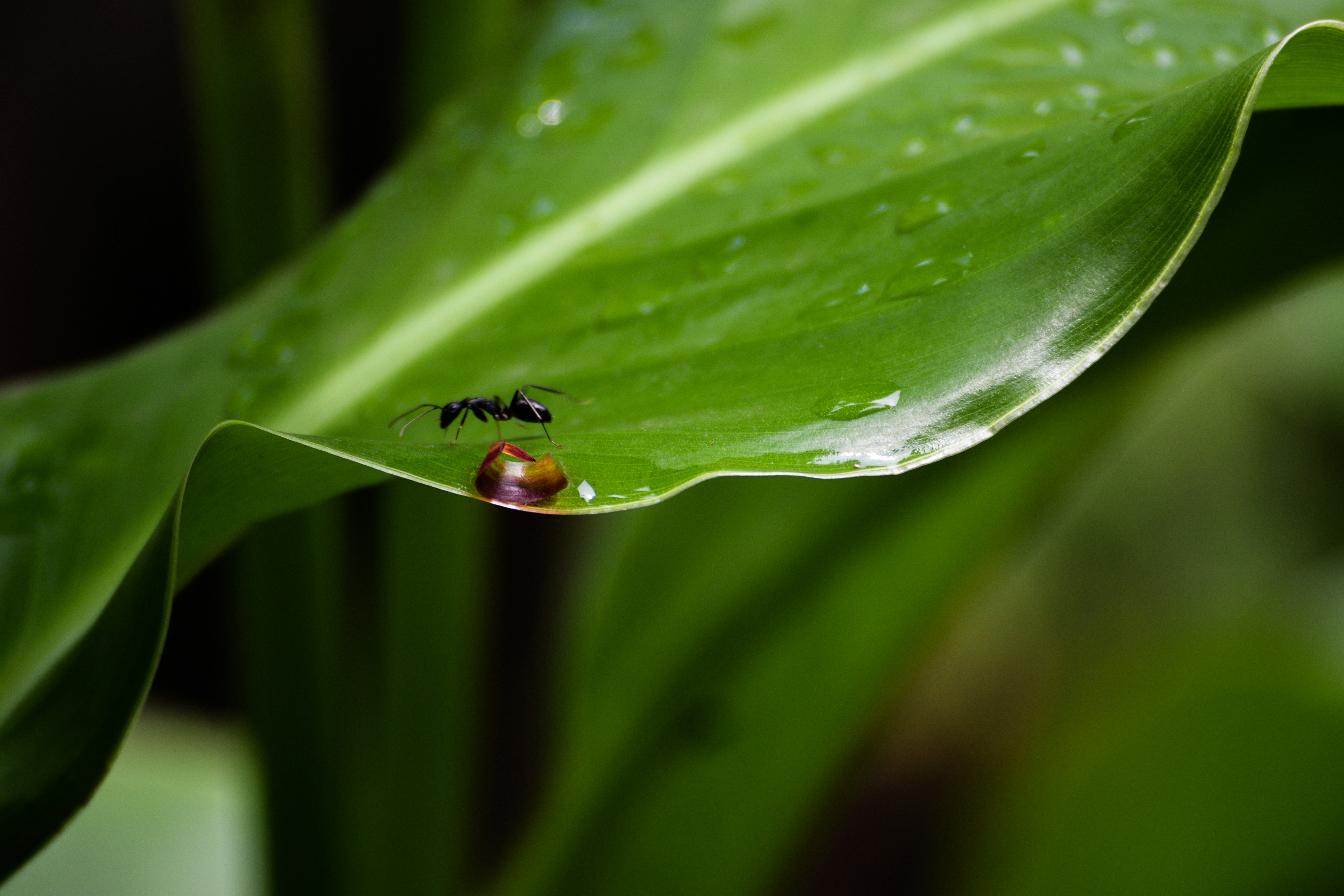 Free Unsplash photo from Prasad Panchakshari