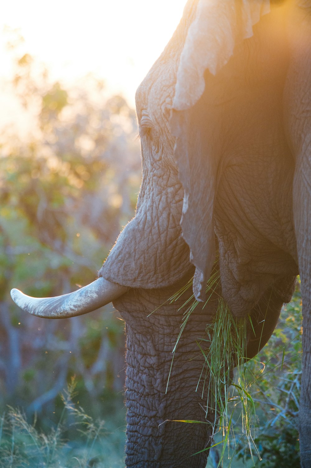 Fotografia a fuoco selettiva dell'elefante