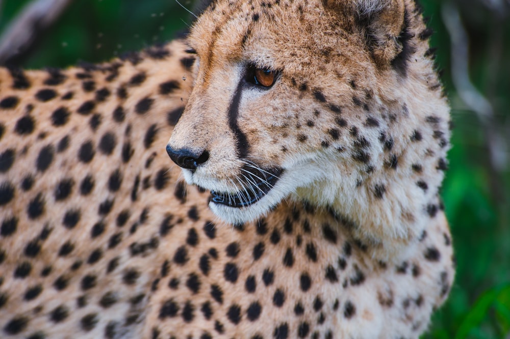 fotografia a fuoco selettiva di Cheetah