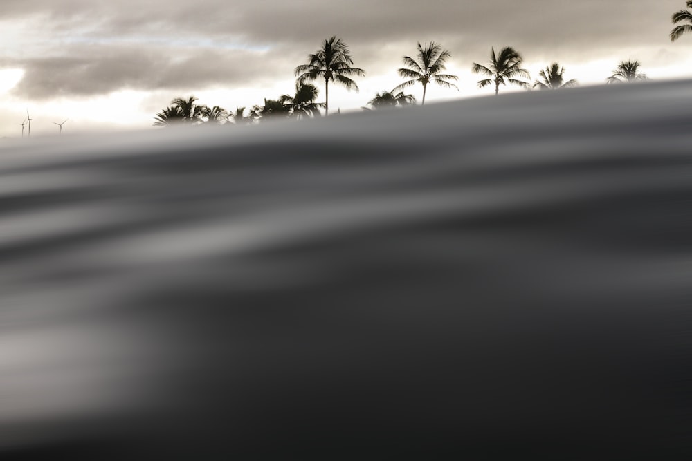 silhoutte of palm tree under cloudy sky