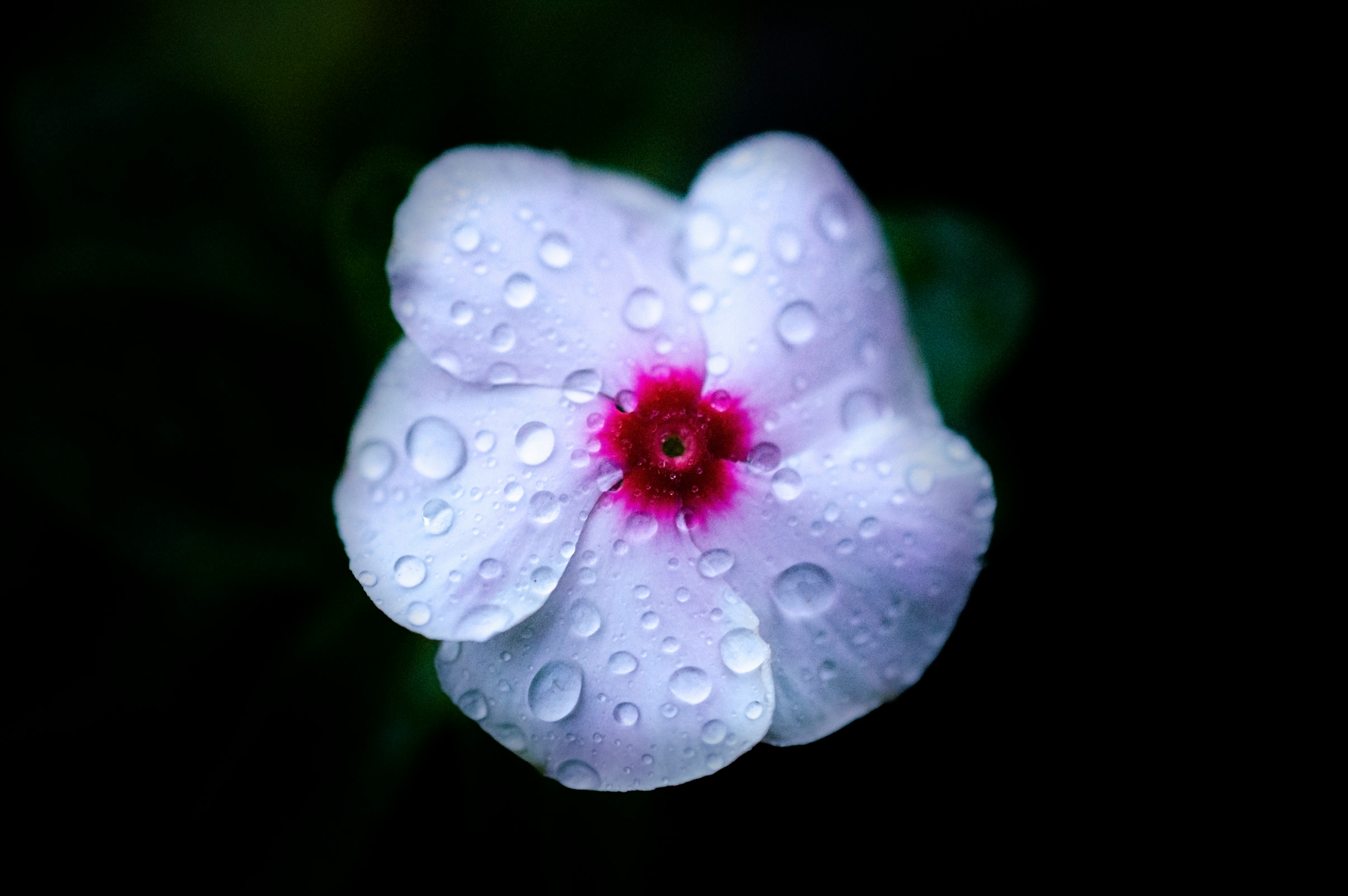 macro photo of white and pink moth flower with water drops