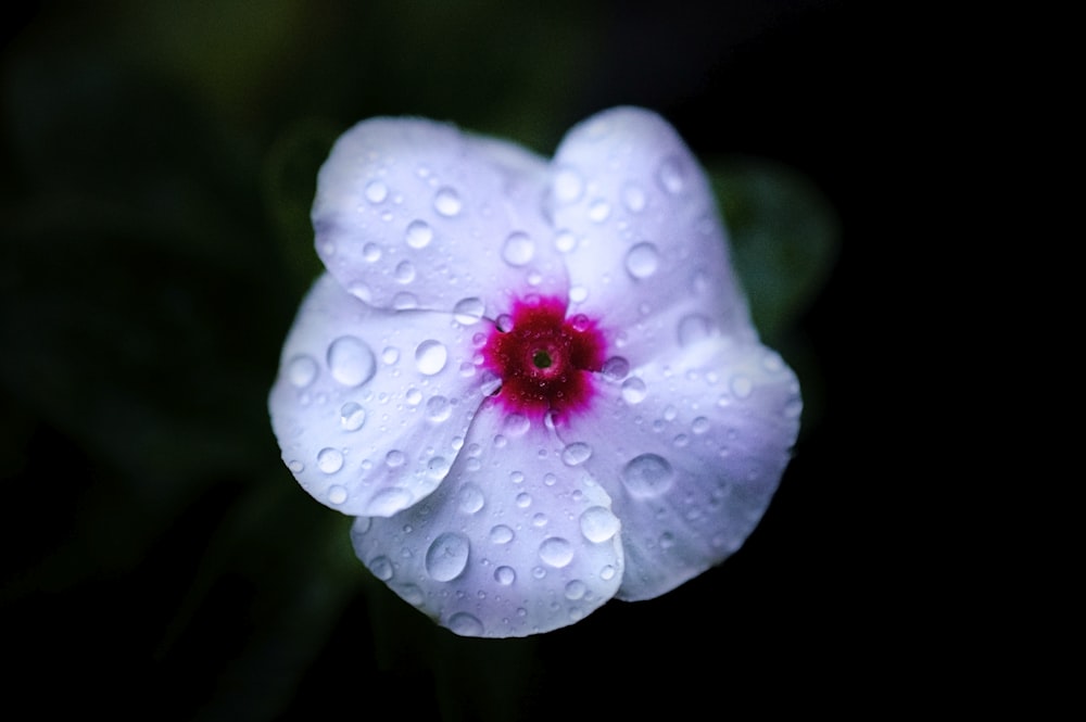 Foto macro di fiore di falena bianco e rosa con gocce d'acqua