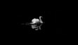 mute swan in low light photography