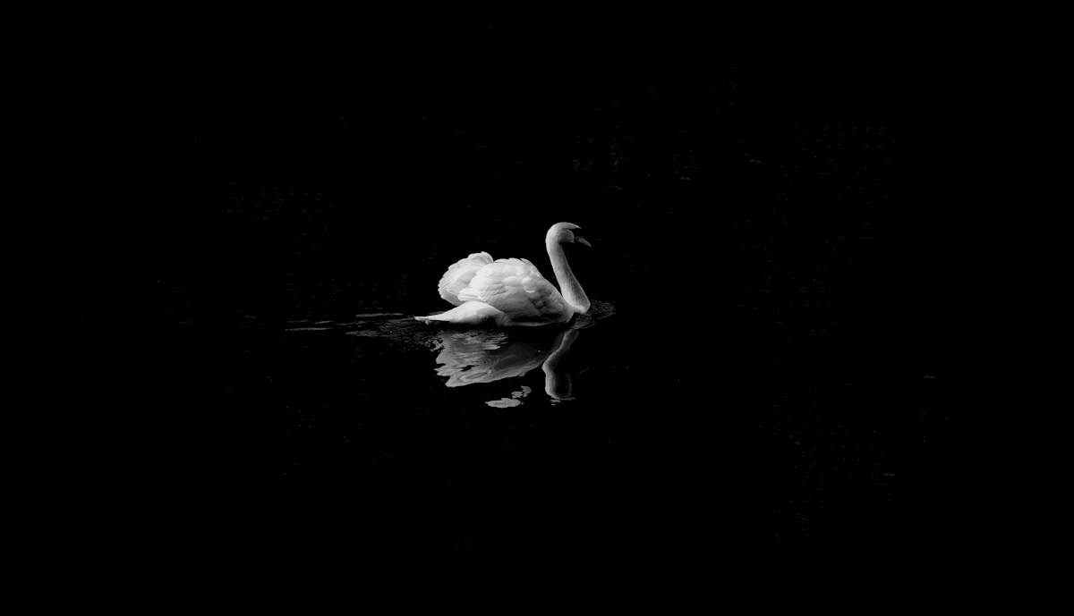 Black swan gliding on calm water, black plumage and red bill