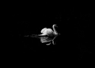 mute swan in low light photography