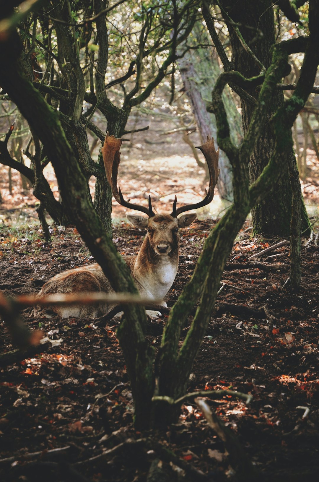 Forest photo spot Amsterdamse Waterleidingduinen Netherlands