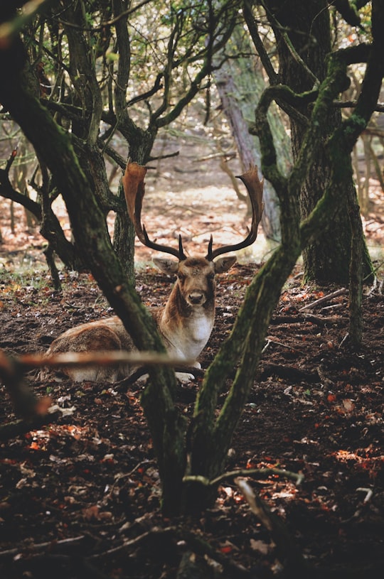 Amsterdamse Waterleidingduinen things to do in Zandvoort