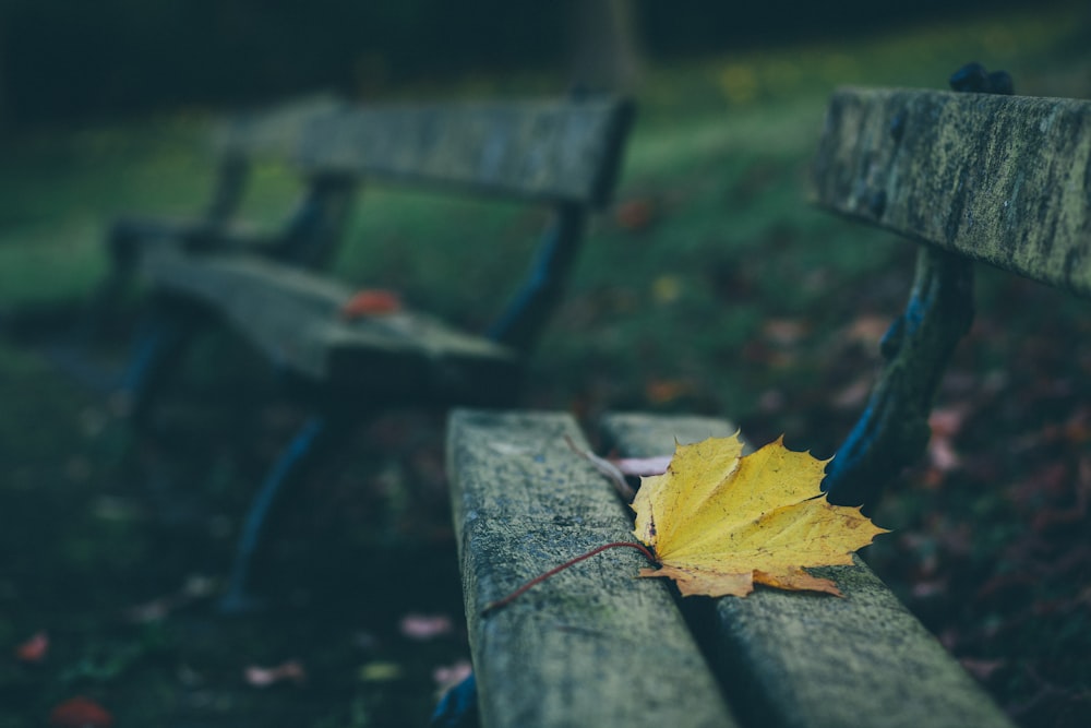 brown maple leaf on brown wooden bench