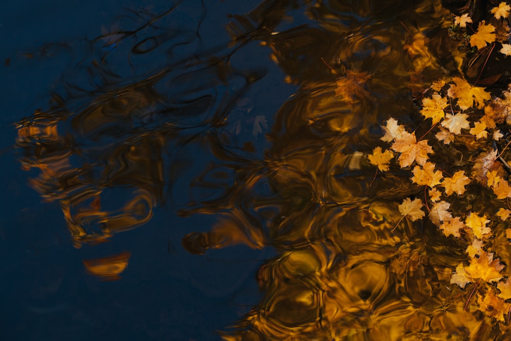 dried maple leaf on body of water