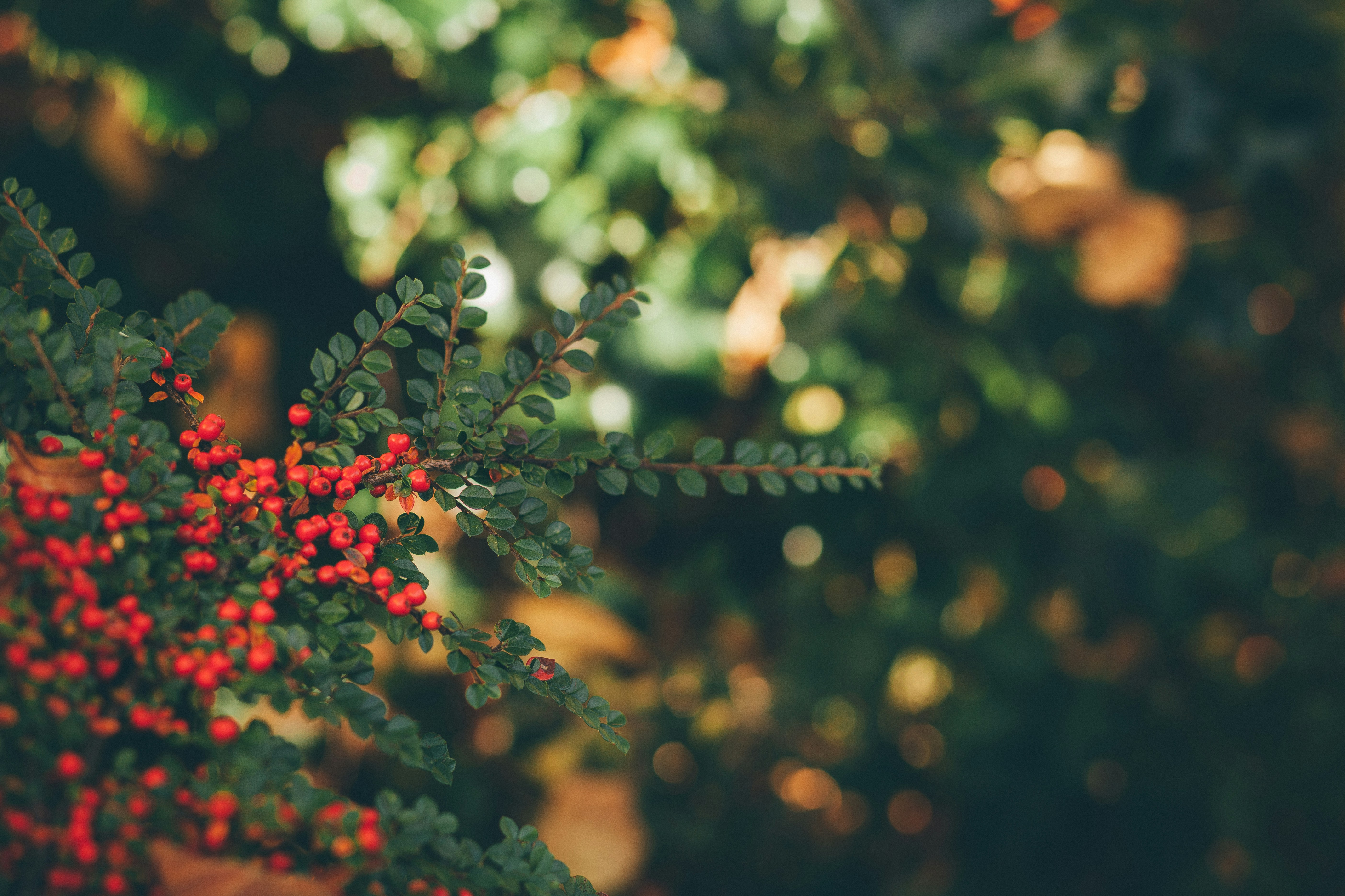 Free Unsplash photo from Nanda Green