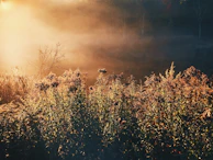A serene agricultural field at dawn where makhana plants grow amidst morning mist.