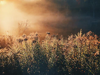 A serene agricultural field at dawn where makhana plants grow amidst morning mist.