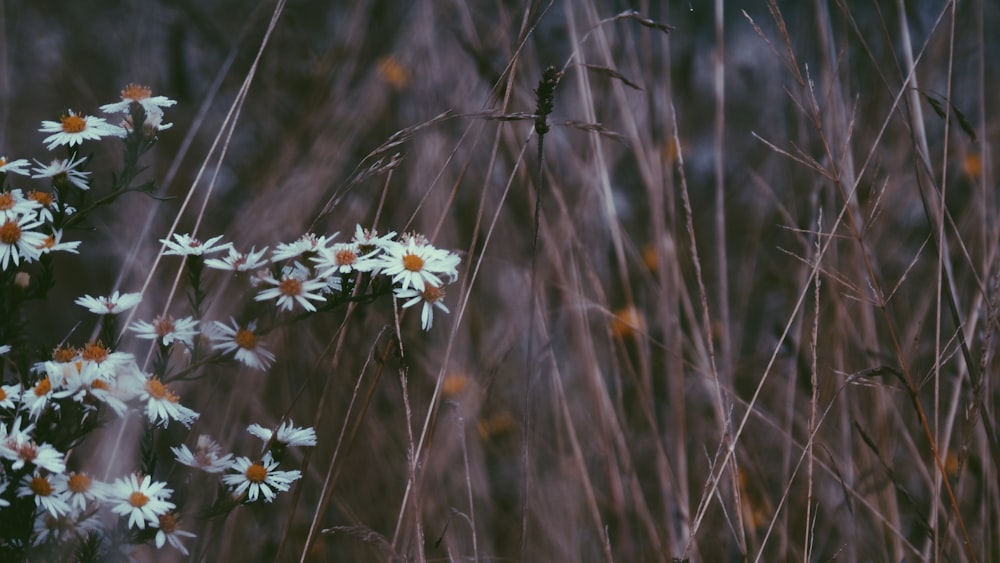 selective focus photography of white petaled flowers