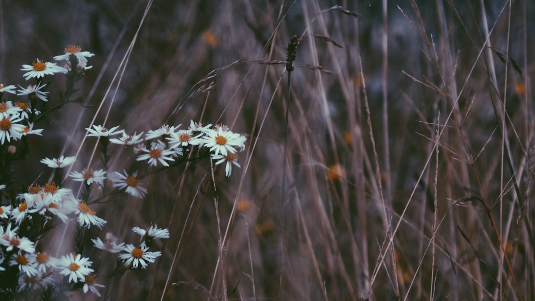 selective focus photography of white petaled flowers