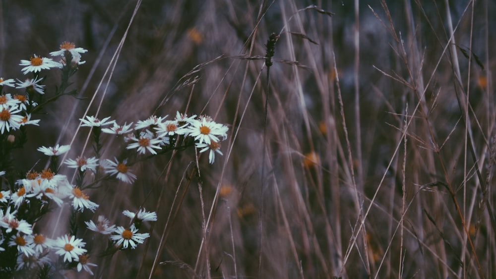 Selektive Fokusfotografie von weißblättrigen Blüten