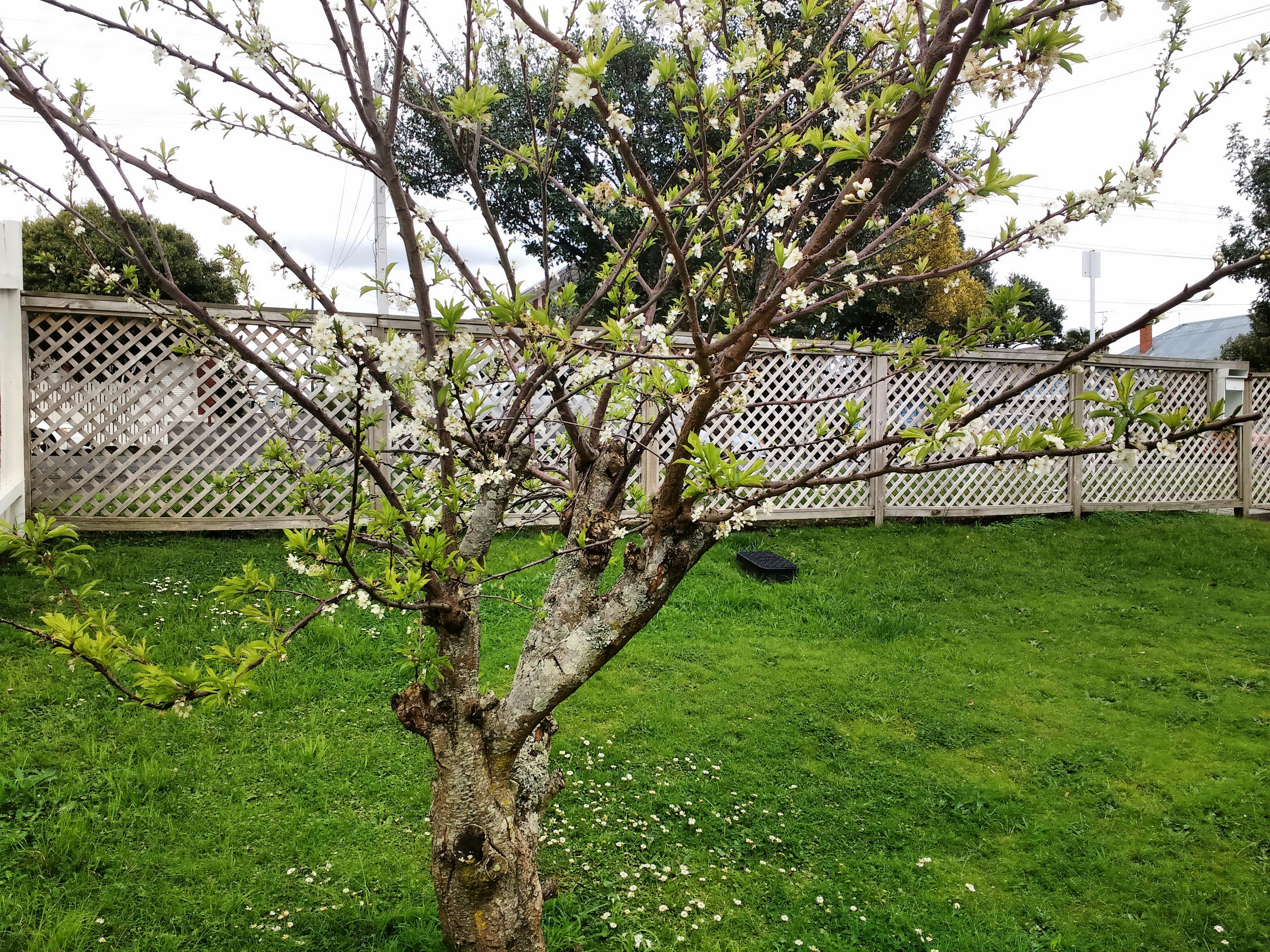 Free Unsplash photo from Sanjay Sharma