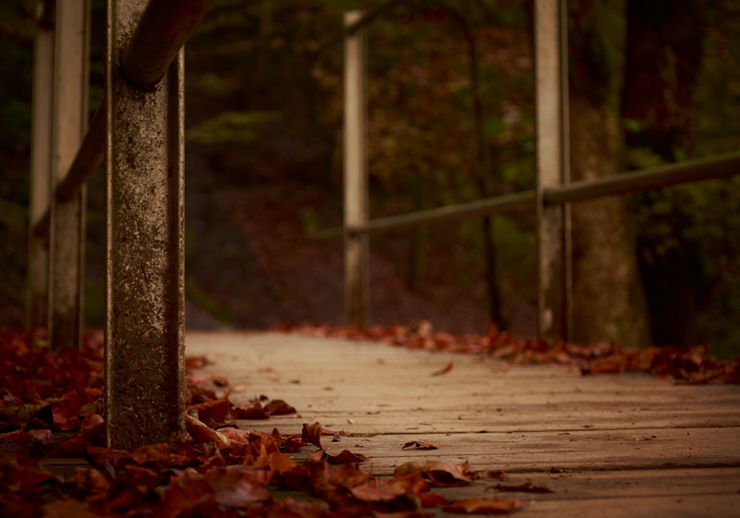 selective focus photography of brown and gray steel bridge