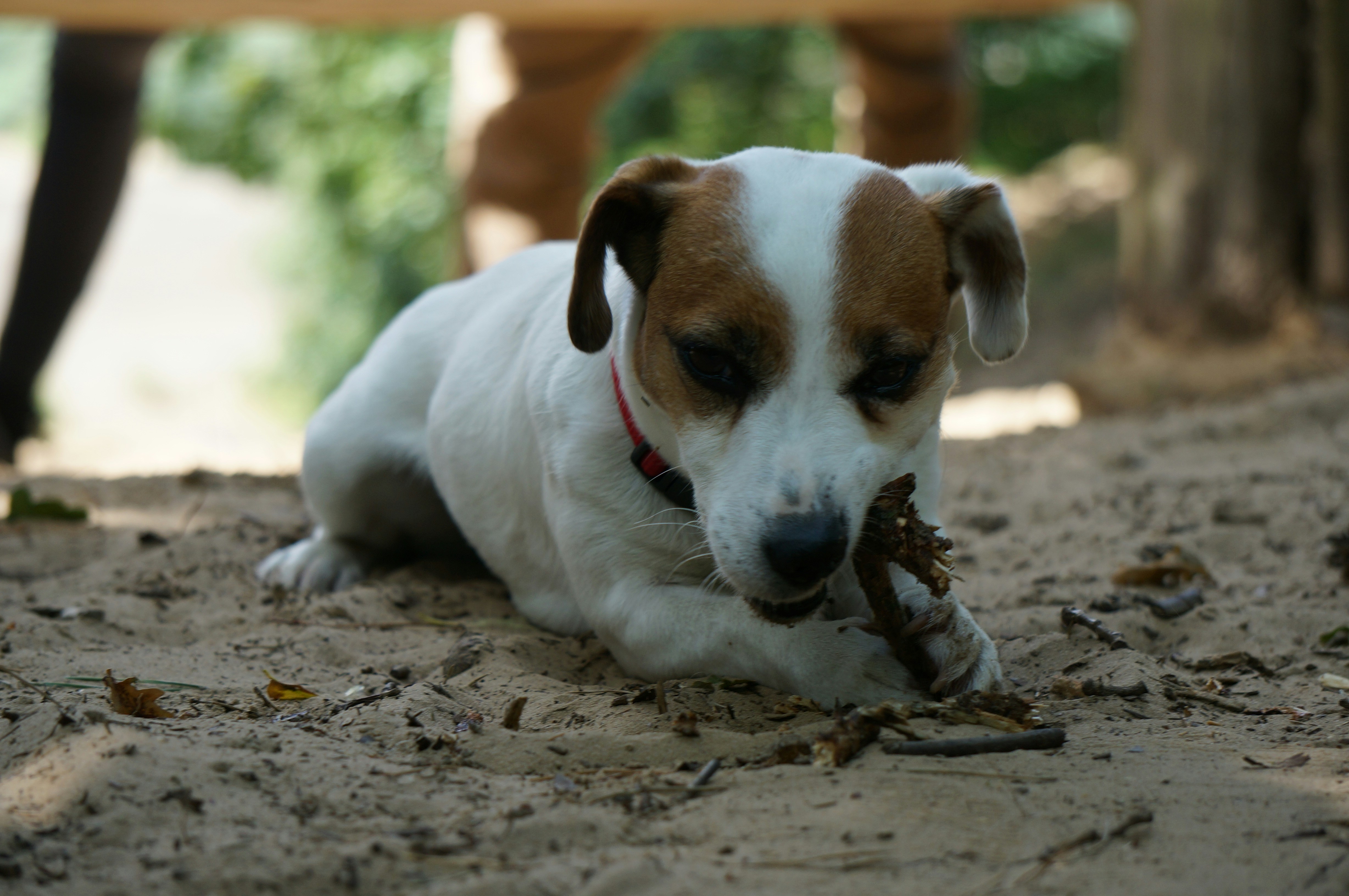 Free Unsplash photo from Bastiaan Jansen