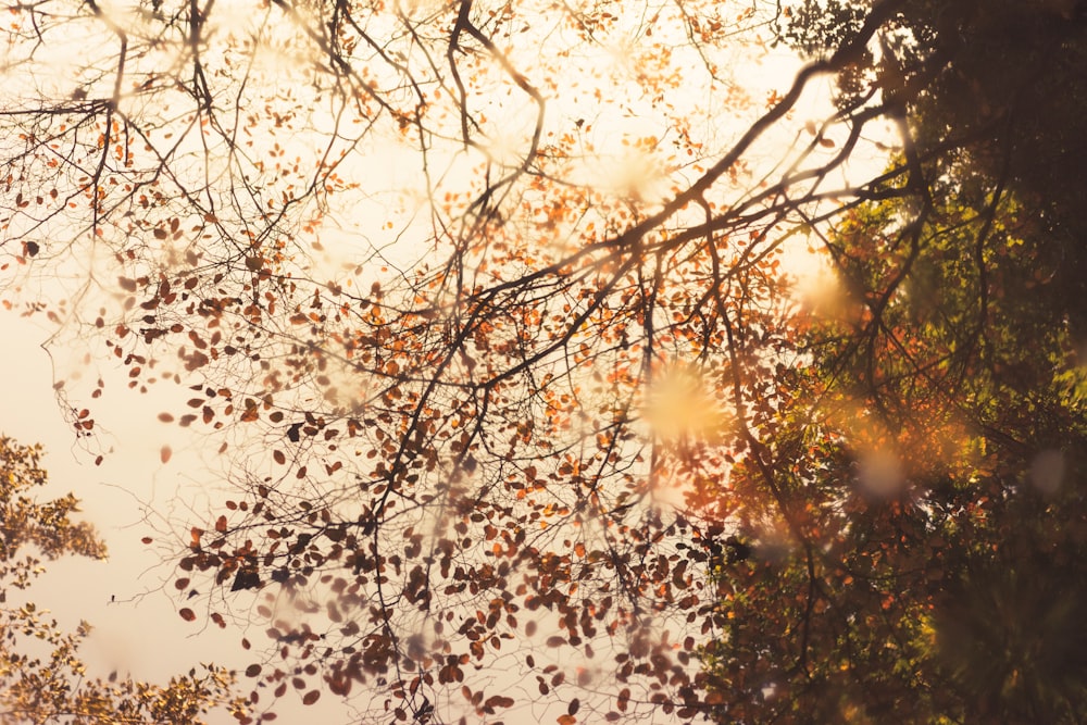 low angle sepia photography of trees under clouds