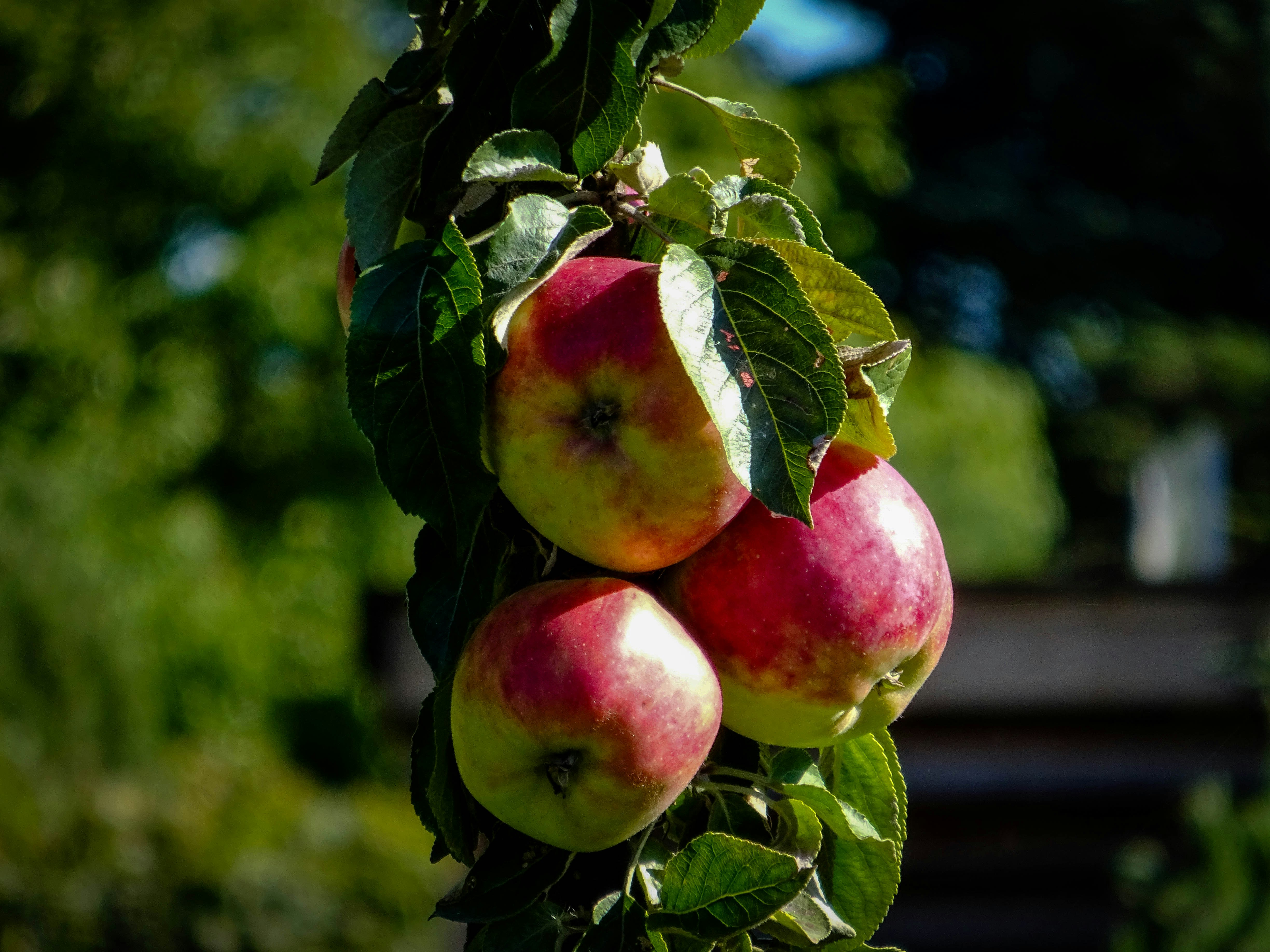 Free Unsplash photo from Erikas Kabak