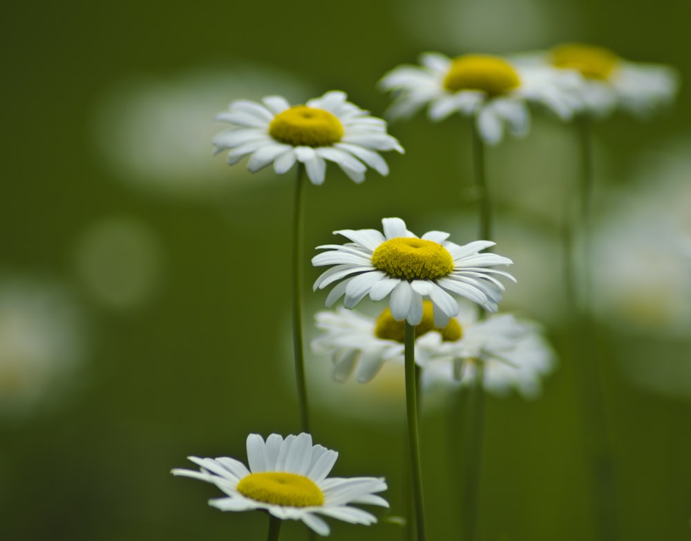 selective focus photography of white-and-yellow daisy flowers