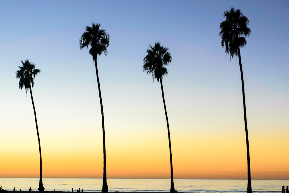 Silhouette von Palmen während des orangefarbenen Sonnenuntergangs