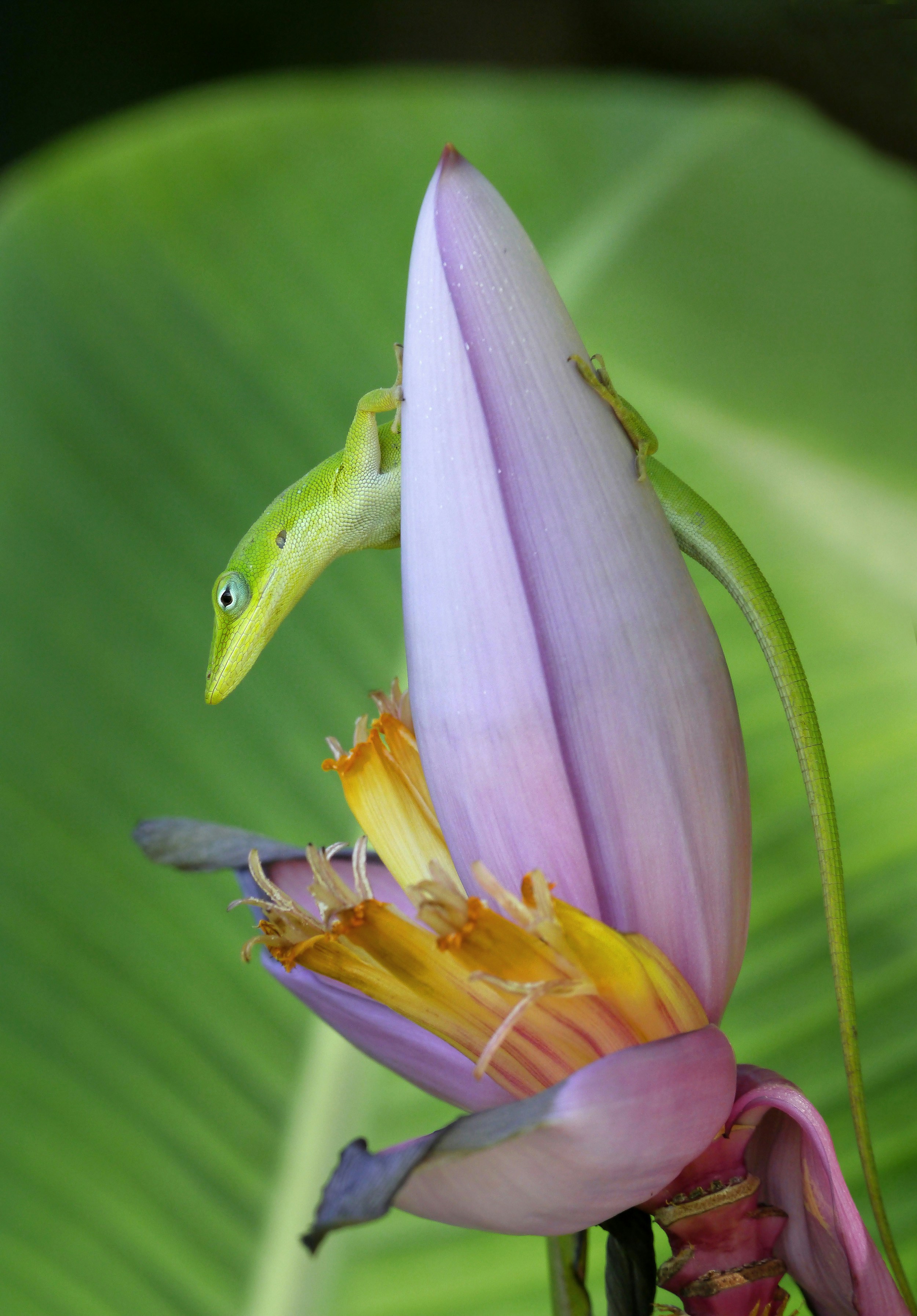 Free Unsplash photo from Pedro Lastra