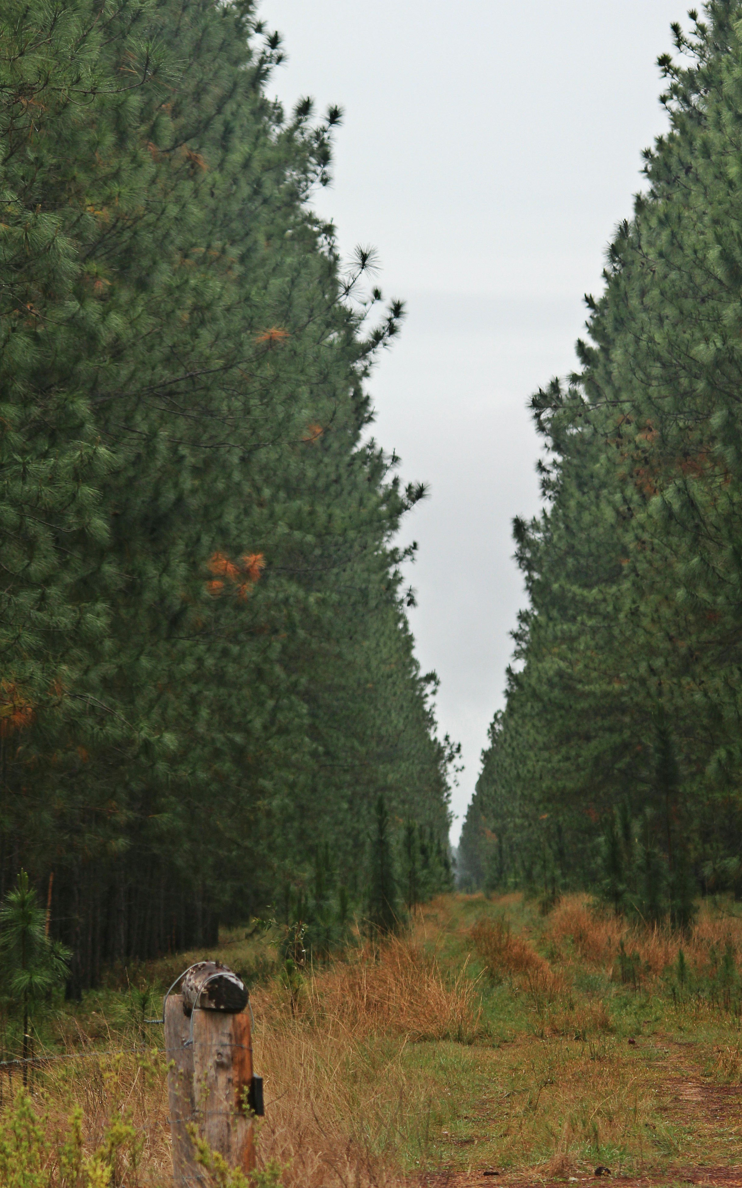 Free Unsplash photo from Queen Jess