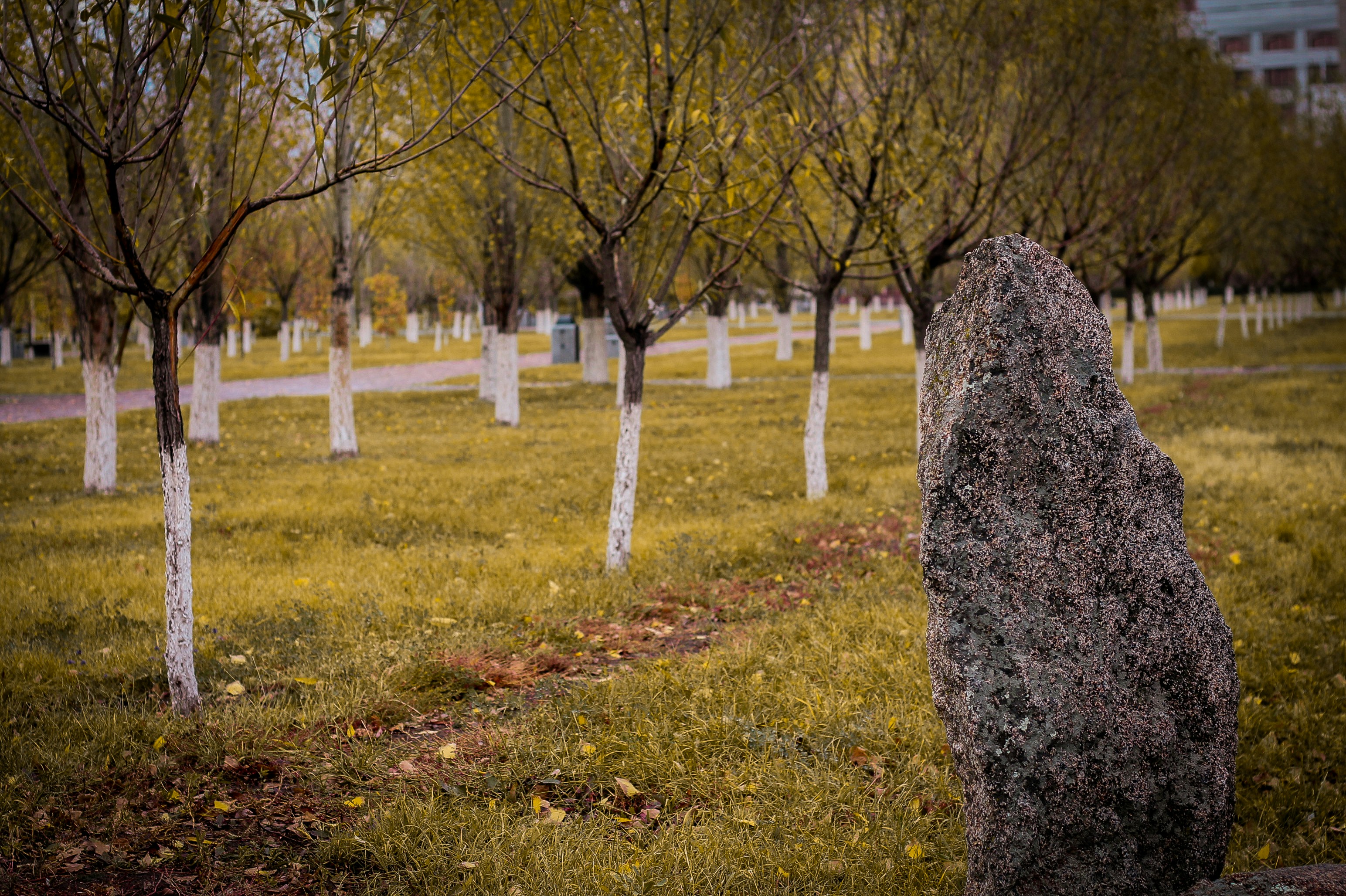 Free Unsplash photo from Alikhan Yermaganbetov