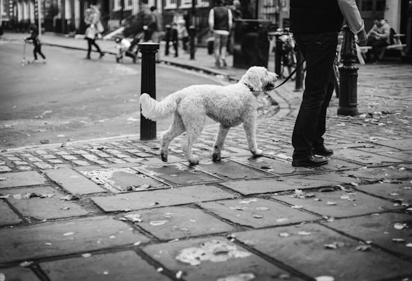 grayscale photo of dog walking on sidewalk