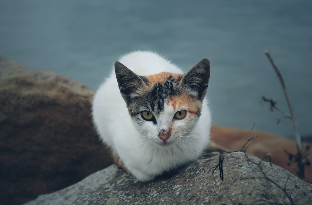 a calico cat sitting on a rock by the water