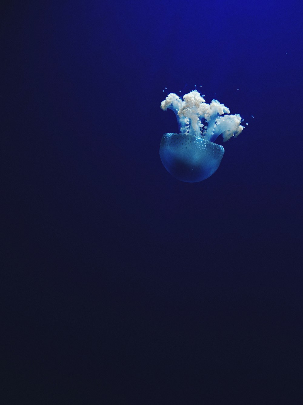 jellyfish under water photo