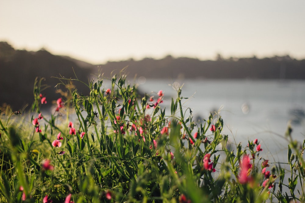 red petaled flower