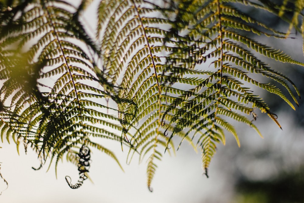 シダ植物のクローズアップ写真