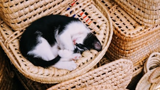 white and black cat sleeping on brown wicker basket