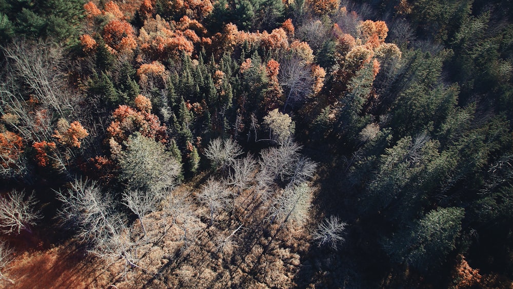 aerial photography of trees