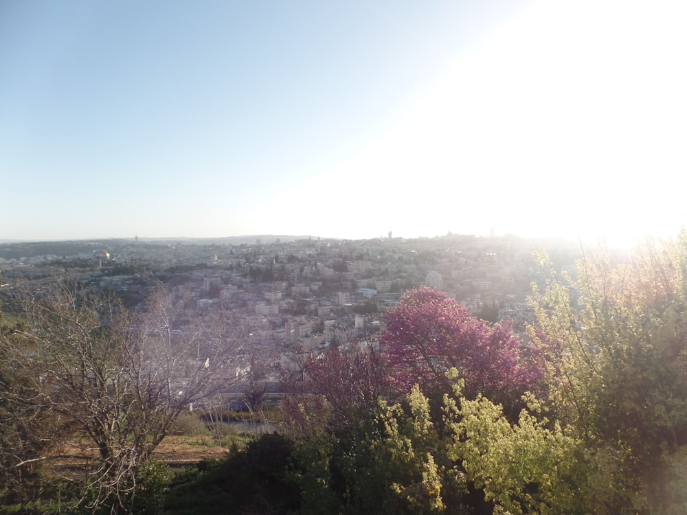 A view of the city from behind trees in a mountain.