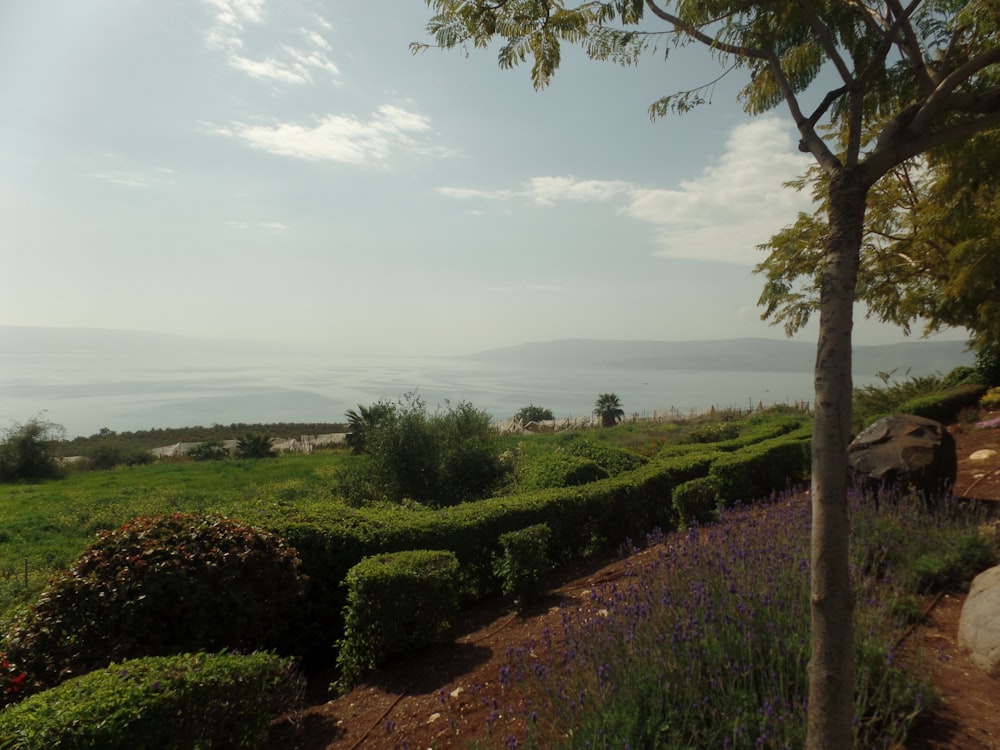 A field in Israel.