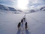 A dog sled team dashing across a snowy landscape with eager participants steering the sled