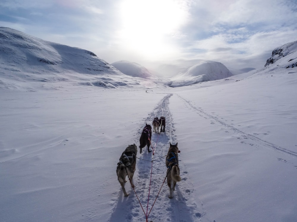 Fünf Wölfe wandern tagsüber auf schneebedecktem Berg