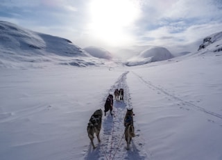 five wolves walking on snow covered mountain during daytime