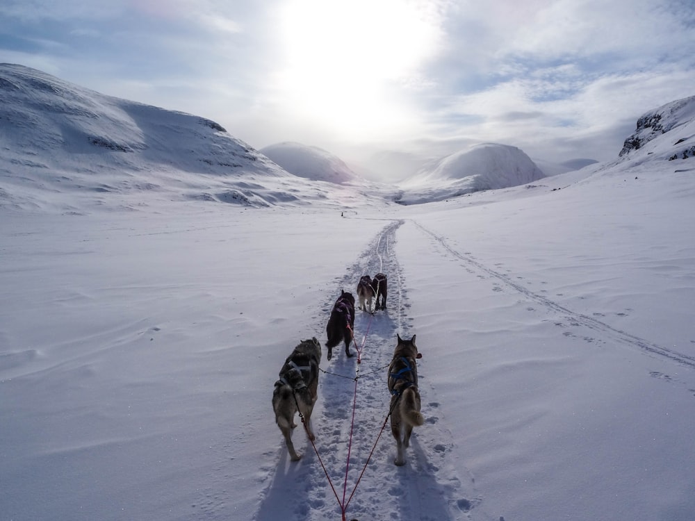 five wolves walking on snow covered mountain during daytime